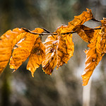 Herbstlaub --- autumn leaves [explored]