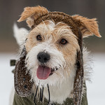 Portrait of Jack Russell Terrier