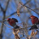 Durbec des sapins m&acirc;le--Pine Grosbeak male (Pinicola enucleator)