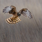 Northern Harrier