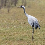 Grulla com&uacute;n / Common crane (Grus grus)