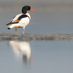 Common Shelduck