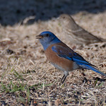 Western Bluebird Swallowing a Berry