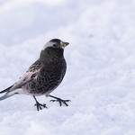 Black Rosy-Finch