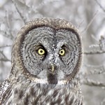 Great Gray Great Day