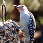 Mr. Red belly Makes an Appearance