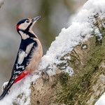 Great spotted woodpecker in the snow!