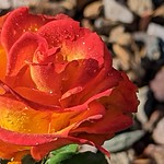 raindrops on rose