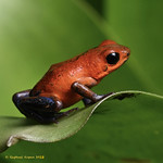 Blue Jeans Poison Frog