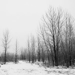 Champ L'Assomption 16