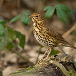 Song Thrush - Turdus philomelos