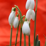 The promise of spring