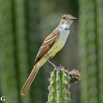 Manuelito, Stolid Flycatcher (Myiarchus stolidus dominicensis)