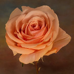 A sweet orange rose-