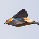 Redrumped Swallow at El Fondo yesterday heralding the migration