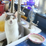 "If I only had opposable thumbs!"