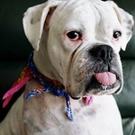 Colourful Bandanas on a Colourful Character