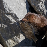 20180326-_DSC6355 - American Mink (in explore)