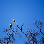 BOTSWANA - Chobe National Park