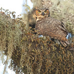 Great-horned Owl