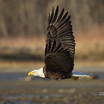 Bald Eagle just after takeoff