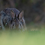 Staring Contest with the Easter Bunny