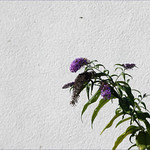 Buddleia