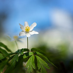 Reaching for the sun