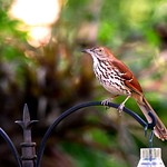 Brown Thrasher DSC_6083