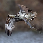 Osprey Carries Off a Rainbow Trout - It Never Gets Old