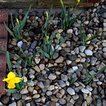 20230412 My First Daffodil 1 of 2