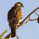 Gray Hawk (Buteo plagiatus)