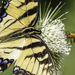 Thinking About Spring