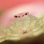 American green crab spider (Misumessus oblongus)