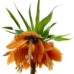 Fritillaria imperialis - crown imperial f