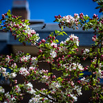 INSECTS IN THE FLOWERS OF A PEAR TREE, 2023