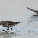 Ma&ccedil;arico-branco - Sanderling