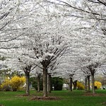 Cherry Trees and Forsythia in Full Bloom, Dundas
