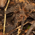 Tarantula