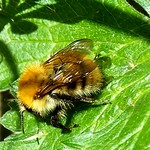 Common Carder queen Bombus pascuorum