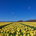 Yellow tulips and blue sky