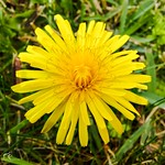 Taraxacum o diente de le&oacute;n
