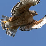 Red-Shouldered Hawk-Takeoff