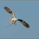 White-tailed Kite with Nest Material 8060