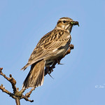 Woodlark