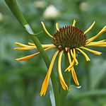 # &eacute;chinac&eacute;a paradoxa