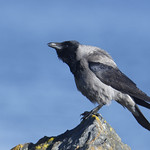 Hooded Crow Annagassan