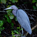 Juvenile Great Blue Heron