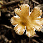 The little star #Broken