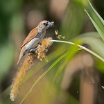 Tricolored Munia